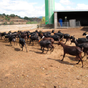 Vuelta del pastoreo