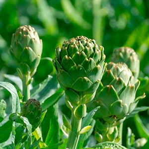 alcachofa planta