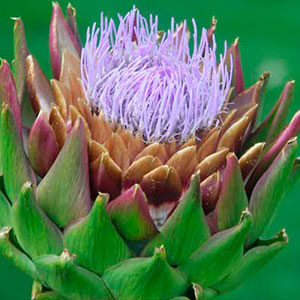flor alcachofa