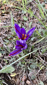 Flor del Azafrán